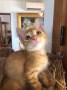 Rufus (2)